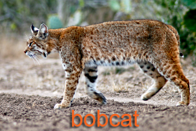 Bobcat