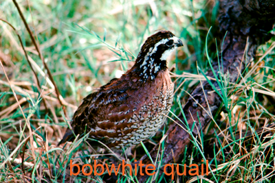 Bobwhite quail