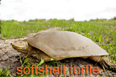 Softshell Turtle