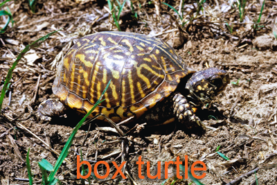 Box Turtle