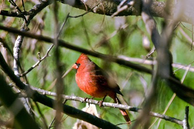 Male Northern Cardinal in tree