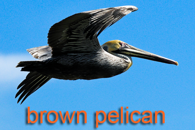 Brown Pelican