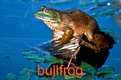 Bullfrog