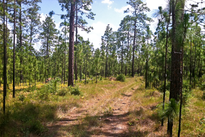 Road through pine forest