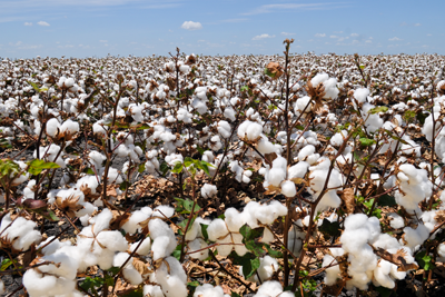 cotton field