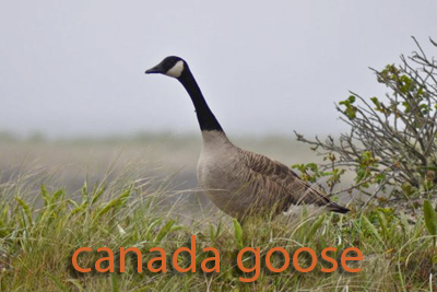 Canada Goose in grass