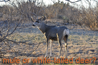 mule or white-tailed deer