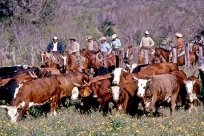 Cowboys driving a herd of cattle