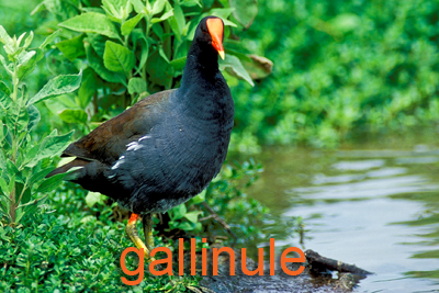 Gallinule