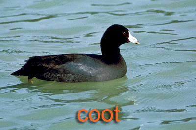 Coot