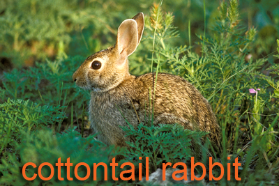 Cottontail