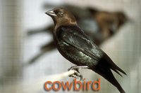 Cowbird