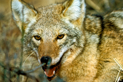 Coyote (closeup)