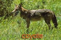 Coyote