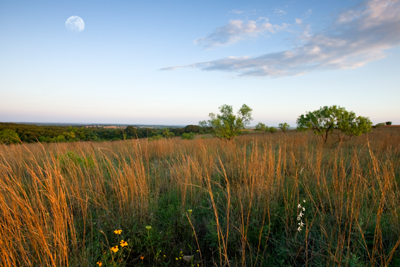 native prairie grasses