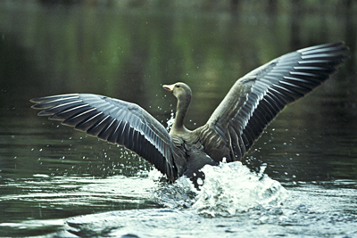 Goose on water