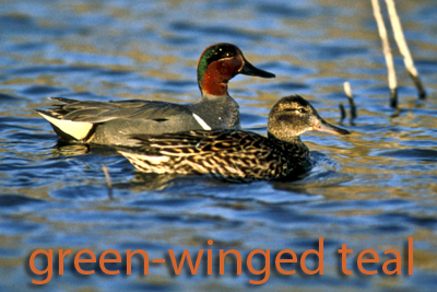 Green-winged teal