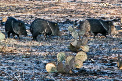 Javelina/Collared Peccary