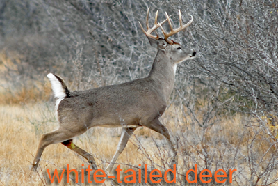 White-tailed buck struts by