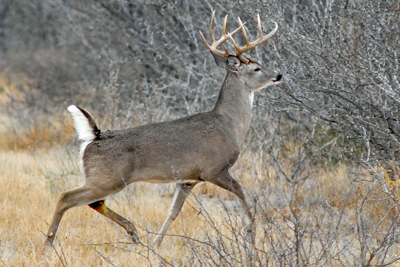 White-tailed deer