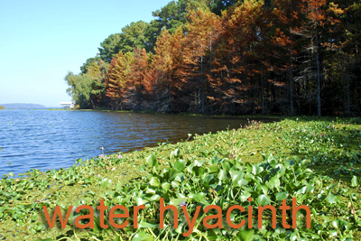 Water Hyacinth