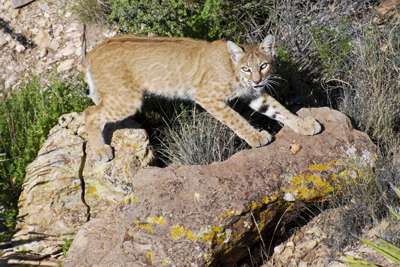 Bobcat