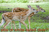 axis or white-tailed deer