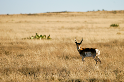 Pronghorn