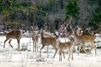 deer in snow