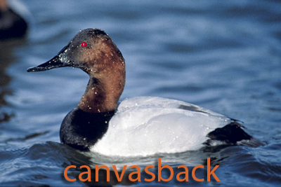 Canvasback