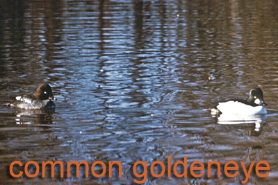 Common Goldeneye