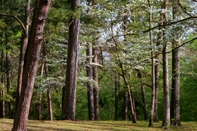 East Texas Pine Forest