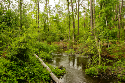 creek in pine forest