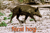 European hog