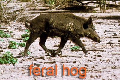 European Hog