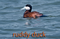 Ruddy duck
