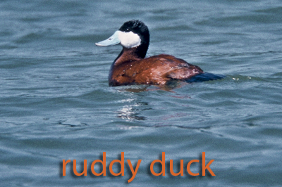 Ruddy duck