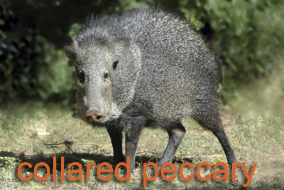 Collared peccary