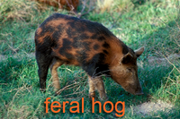 Feral Hog