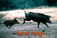 Feral hogs running