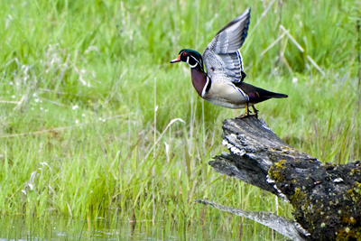 Woodduck