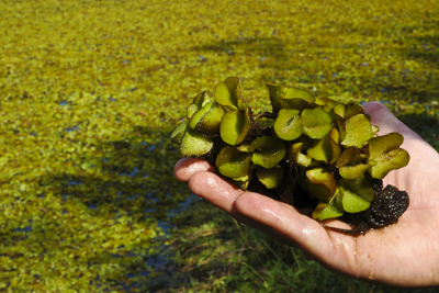 Giant Salvinia