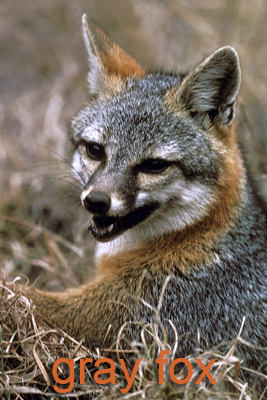 Gray fox