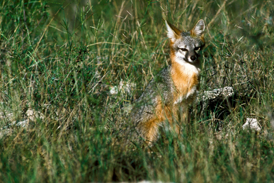 Gray fox