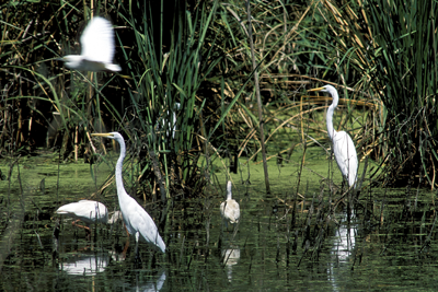 Great egret