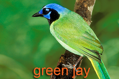 Green Jay