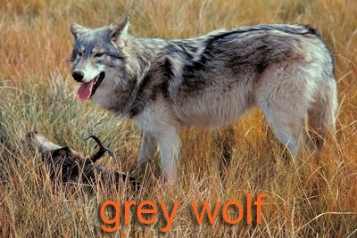 Grey Wolf