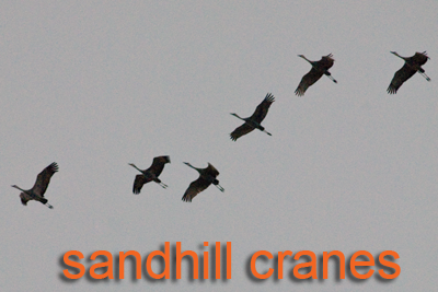 Sandhill Cranes