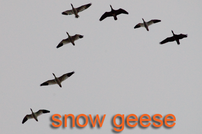 Snow Geese