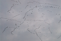 waterfowl flying in patterns